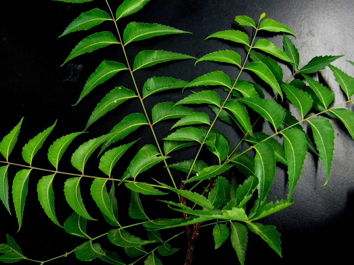 feuilles neem